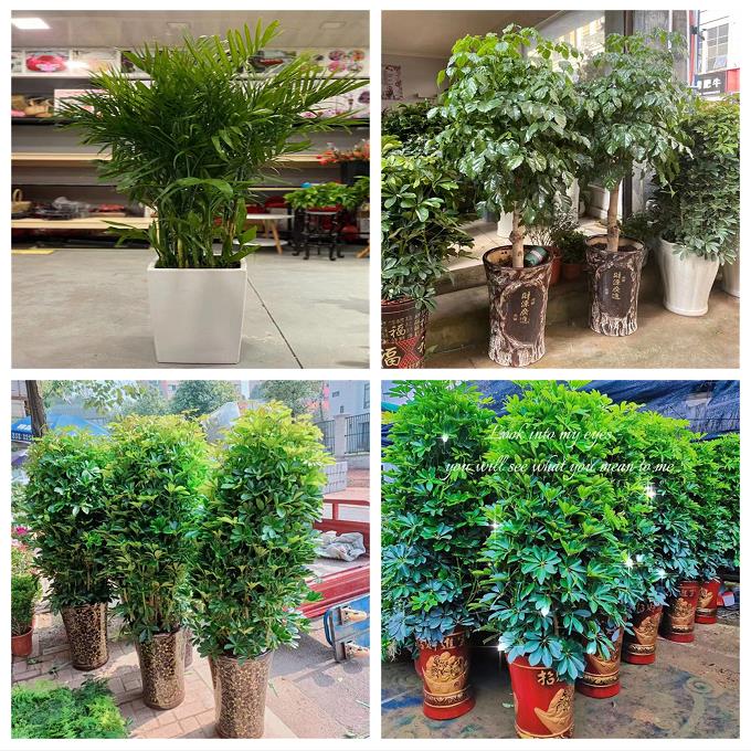 新居入伙店铺开张公司开业绿植花篮山西晋中市榆次区榆社县左权县