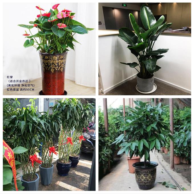 朋友公司开业发财树幸福树北京东城区和平里前门崇文门外同城花店