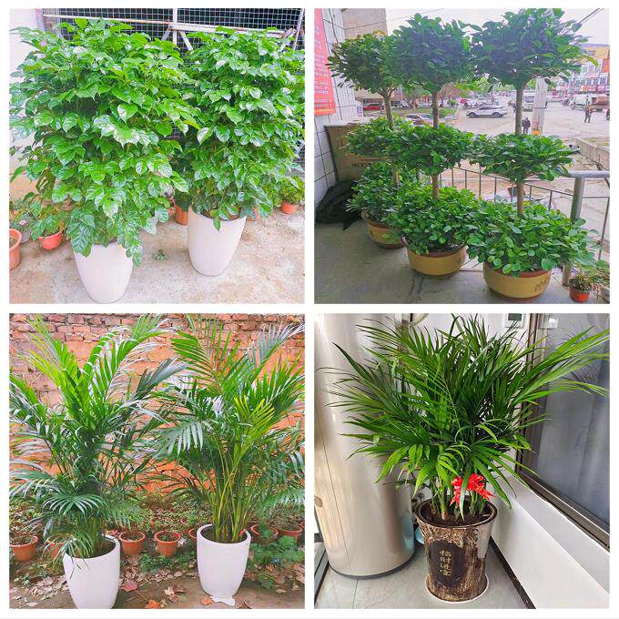 新居入伙店铺开张公司开业绿植花篮湖南常德市桃源县石门县津市市