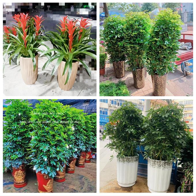 新居入伙店铺开张公司开业绿植花篮山东青岛市胶州市平度市莱西市