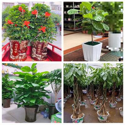 新居入伙店铺开张公司开业绿植花篮四川泸州市泸县合江叙永古蔺县