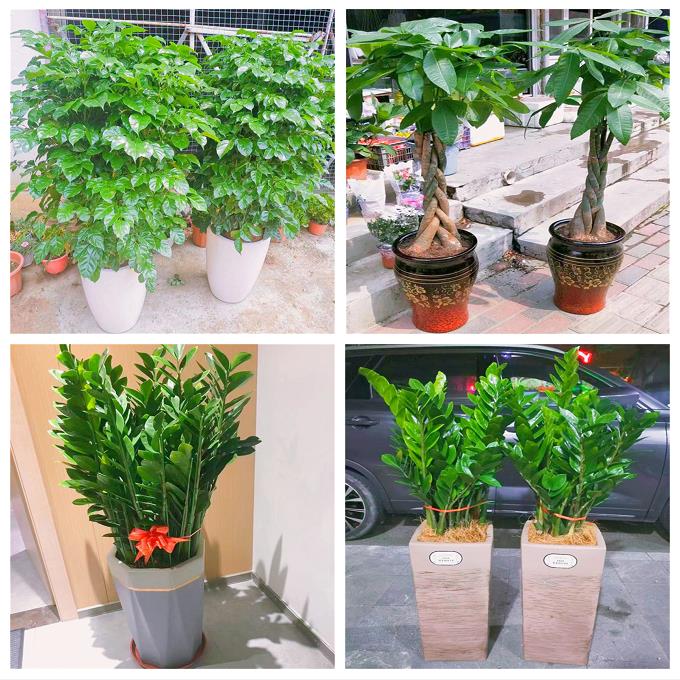 新居入伙店铺开张公司开业绿植花篮湖南怀化市辰溪县溆浦县会同县