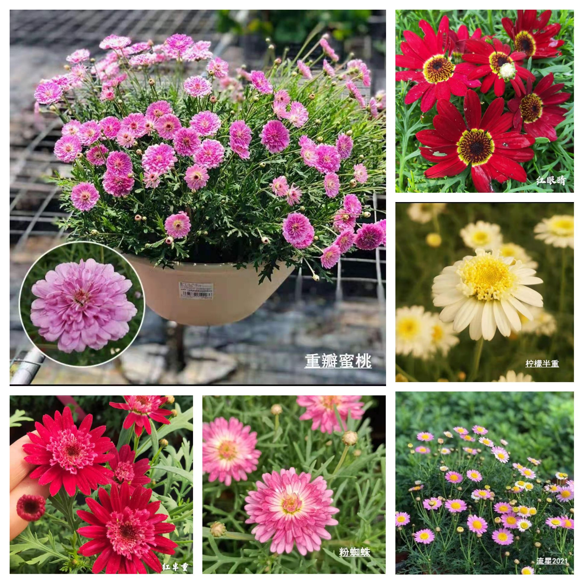 玛格丽特盆栽易养活四季开花不断室内花卉植物耐热花草绿植小雏菊