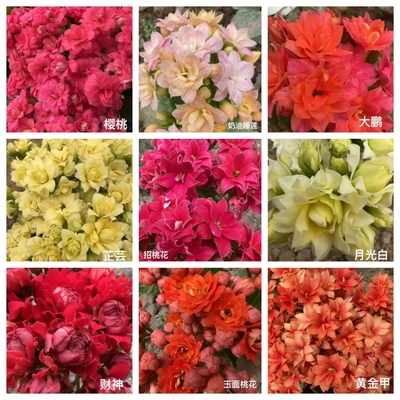 露薇蟠桃长寿花重瓣大花花苗四季开花稀有品种盆栽单瓣长寿新品种