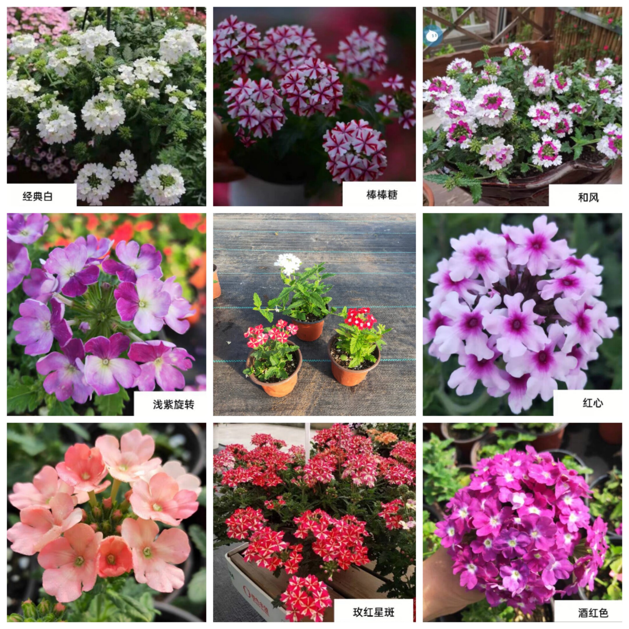 美女樱花苗盆栽花量大花期长四季开花室外阳台庭院易活耐热耐寒