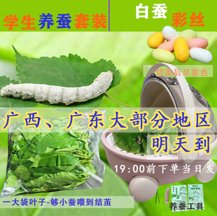 蚕宝宝学生养蚕套装七彩色金丝蚕活广西南宁五龄太空舱养蚕专用盒