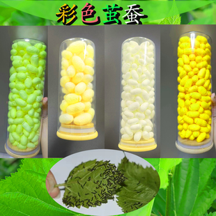 彩色蚕宝宝养蚕专用蚕丝蚕茧桑蚕透明初学者养蚕工具全套桑叶科普
