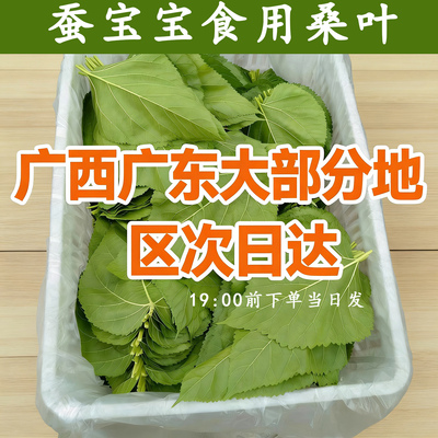 桑叶新鲜蚕宝宝桑叶批饲料蚕宝宝吃的桑叶食物嫩桑叶蚕叶桑叶喂蚕