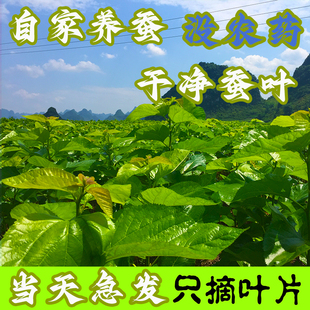 桑叶新鲜蚕宝宝桑叶批饲料蚕宝宝吃的桑叶食物嫩桑叶蚕叶桑叶喂蚕