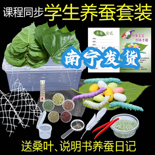蚕卵学生养蚕套装春蚕卵10粒活物彩色蚕金色广州深圳五龄新鲜桑叶