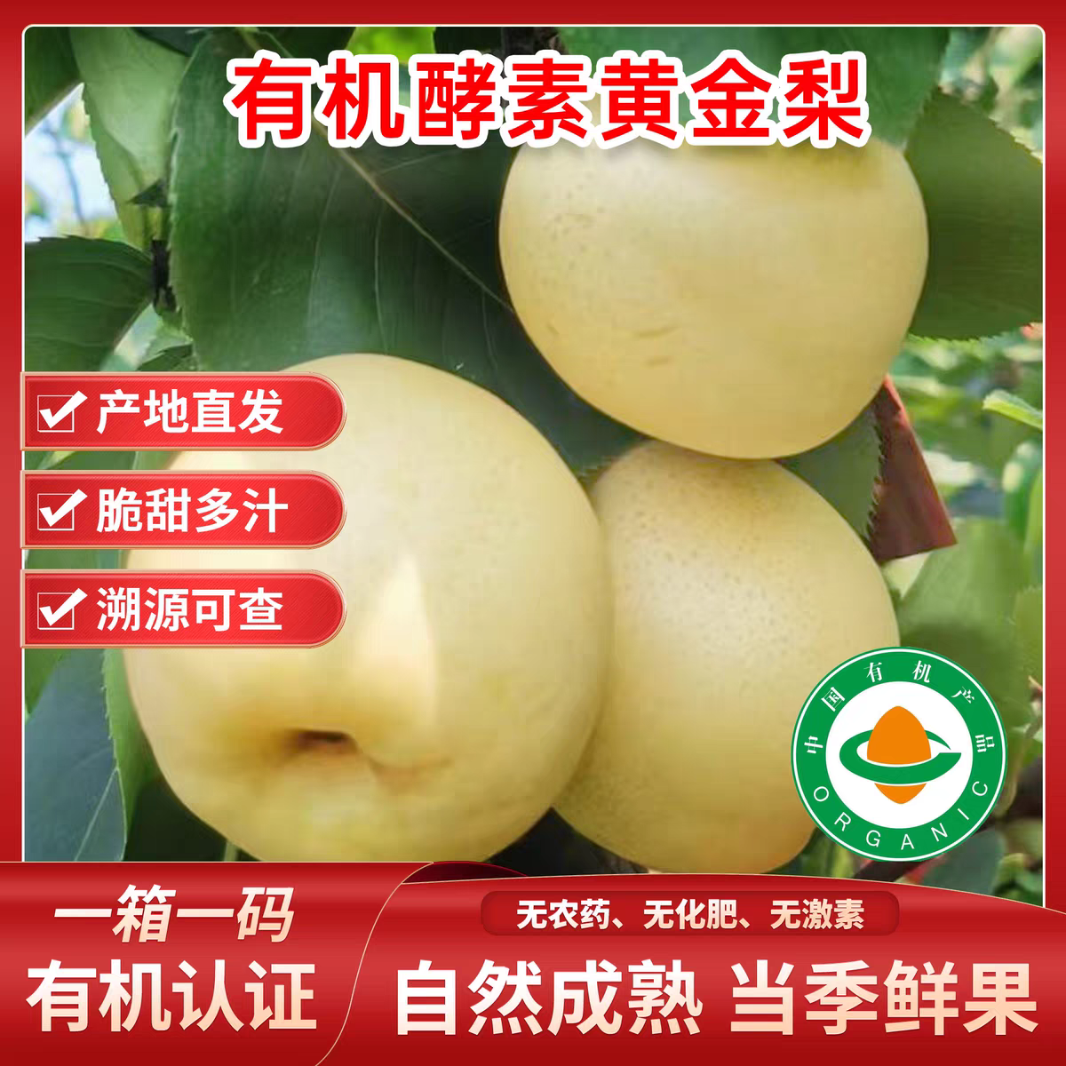 丽康有机黄金梨脆甜无渣无农残有机种植自然成熟现摘现发
