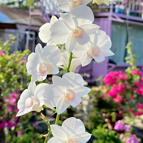 粉桃泼墨浓香型兰花盆栽