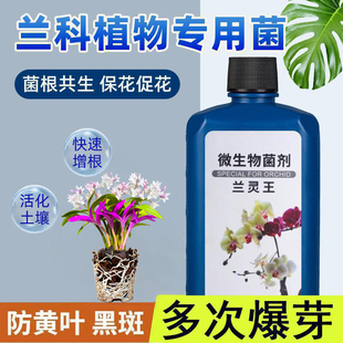 兰灵王兰花专用营养液肥料蝴蝶兰君子兰灵王科多箭素微生物菌剂