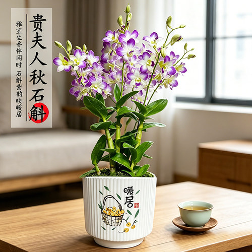 泼墨石斛兰盆栽带苞花期长阳台