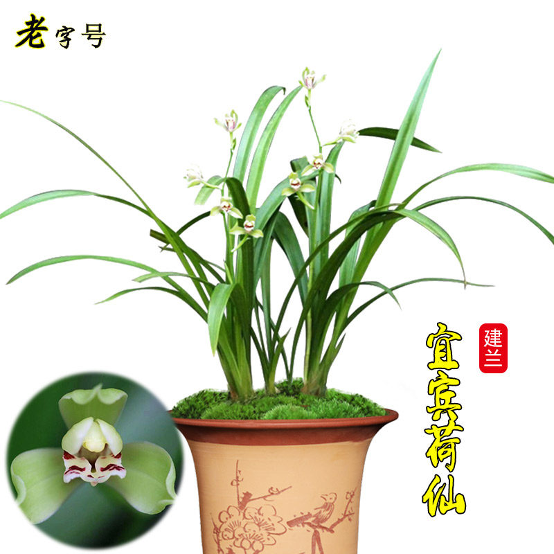 兰花苗 宜宾荷仙 建兰荷型水仙现带浓香花苞出售绿植花卉室内盆栽