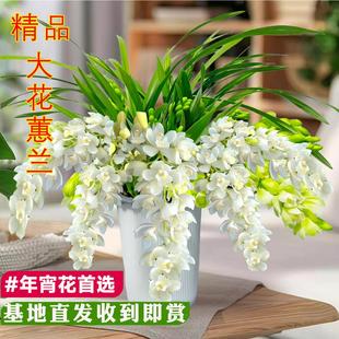 大花蕙兰盆栽冬带花苞室内植物好养易活浓香型年宵花卉过年装饰