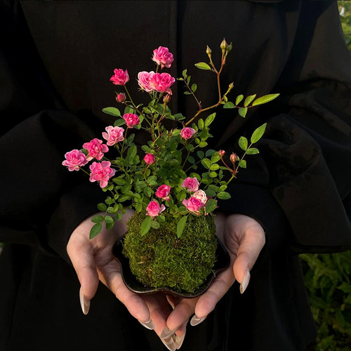 超微满天星月季花苗开花玫瑰