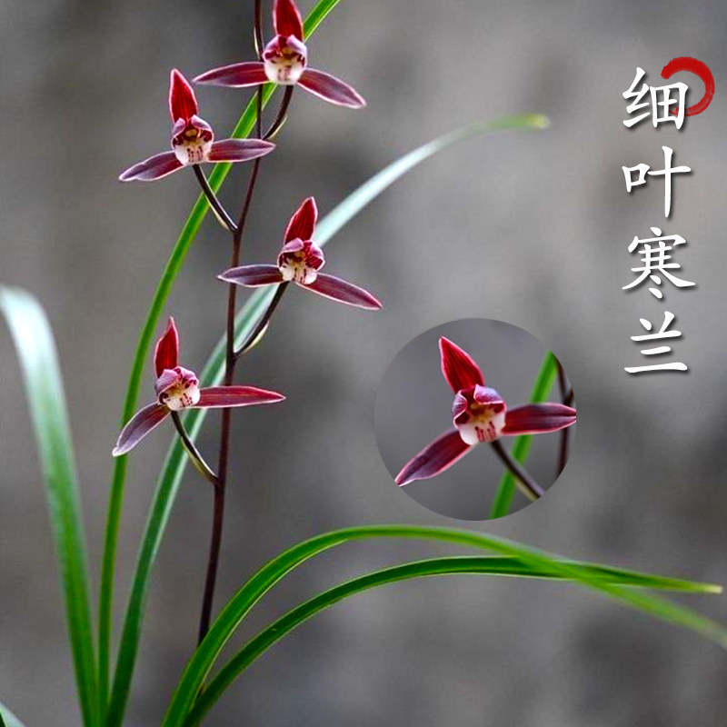 老字号兰花 细叶寒兰 浓幽香型 办公室内盆栽鲜花多肉耐阴绿植