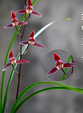 老字号兰花 细叶寒兰 浓幽香型 办公室内盆栽鲜花多肉耐阴绿植