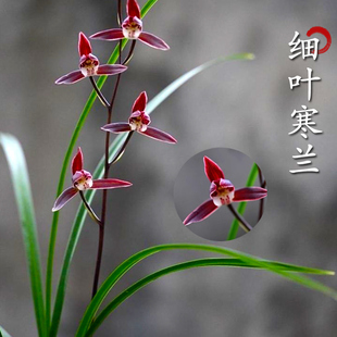 老字号兰花 细叶寒兰 浓幽香型 办公室内盆栽鲜花多肉耐阴绿植
