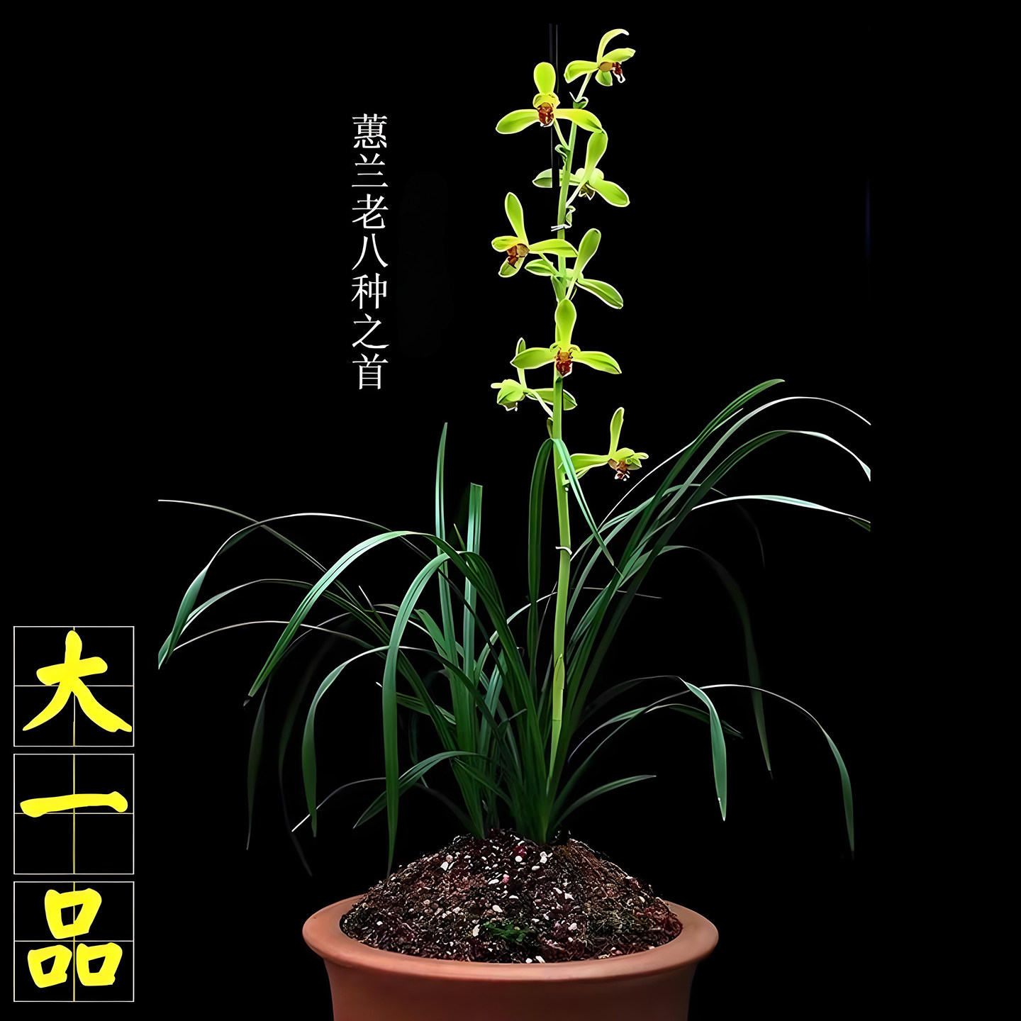 蕙兰铭品大一品兰花盆栽冬带花苞