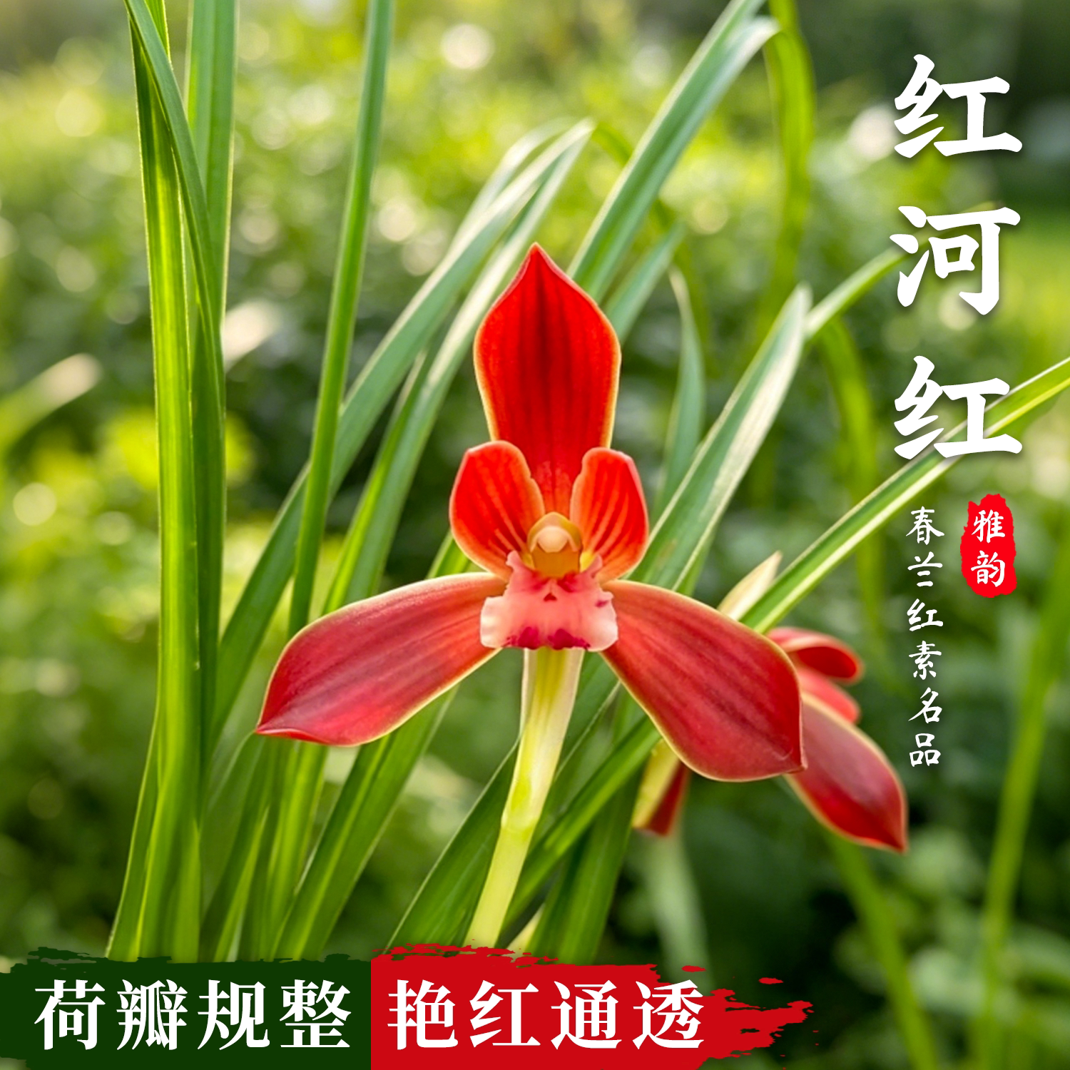 莲瓣兰红河红兰花苗冬带花苞浓香