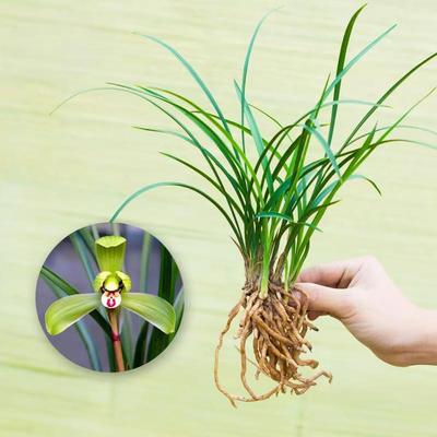 春兰逸品兰花盆栽冬带花苞浓香型