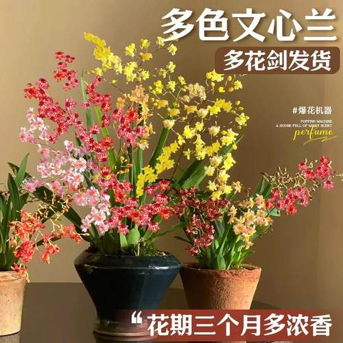 文心兰盆栽现带花苞梦香香水