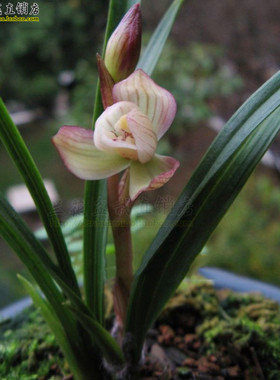 珍品春兰名品 关鸠 冬带浓香花苞 特惠兰花苗 办公室绿植花卉盆栽
