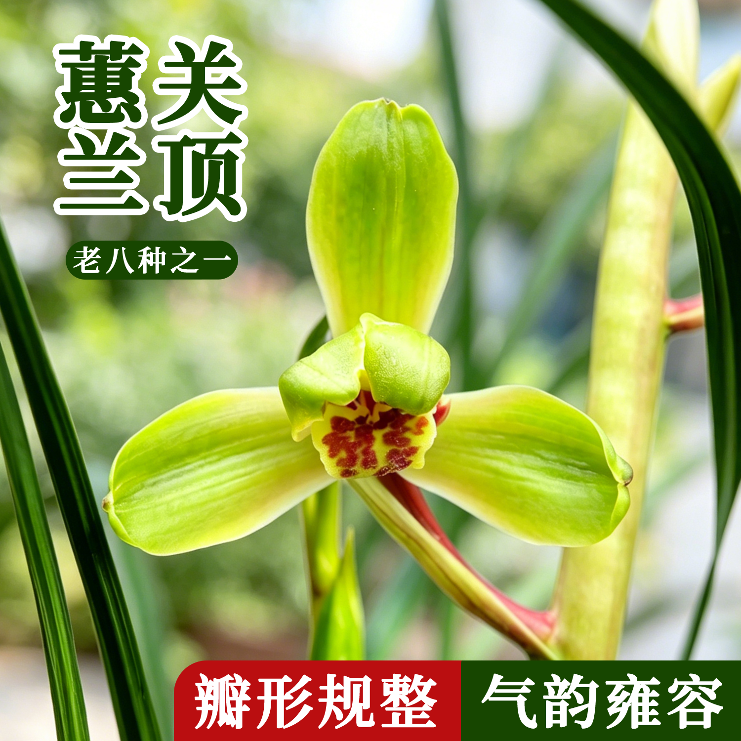 蕙兰老八种关顶原生老种绿植花卉