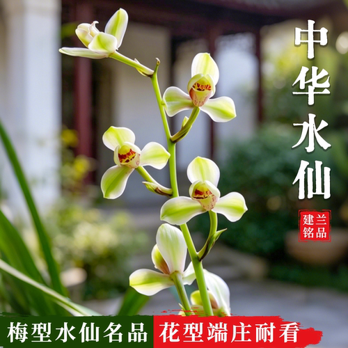 中华水仙建兰夏带花苞好养兰花苗