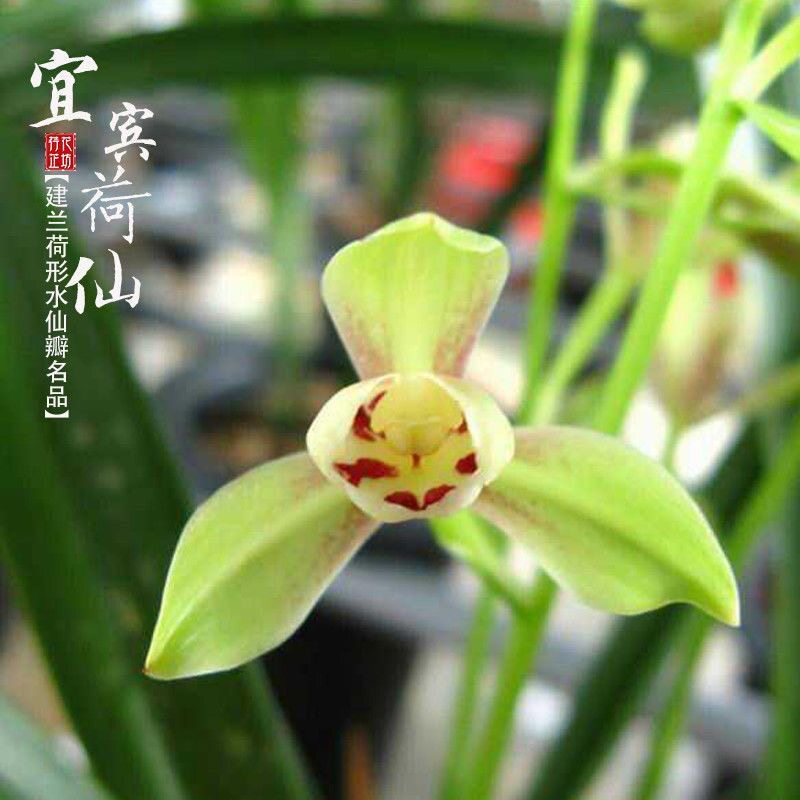 兰花苗 宜宾荷仙 建兰荷型水仙现带浓香花苞出售绿植花卉室内盆栽