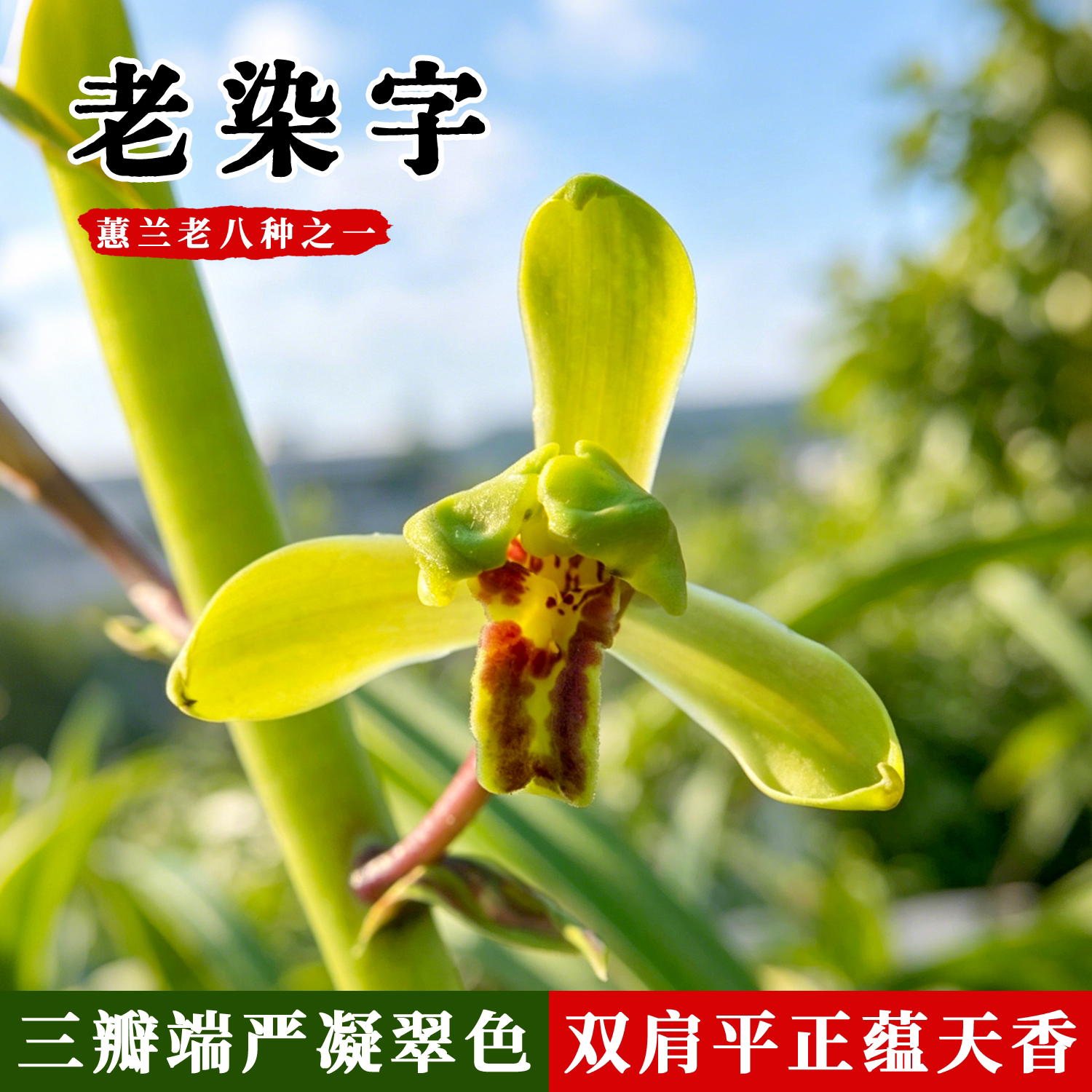 蕙兰老八种之老染字原生老种绿植