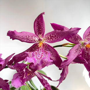 红狐狸文心兰兰花盆栽现带花剑精品名贵兰花苗室内好养绿植花卉