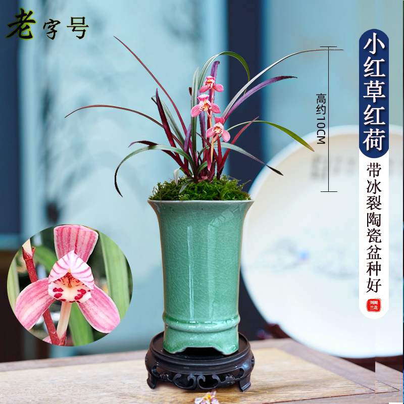 名贵兰花苗【小红草红荷】精品盆栽室内花卉建兰阳台绿植兰草