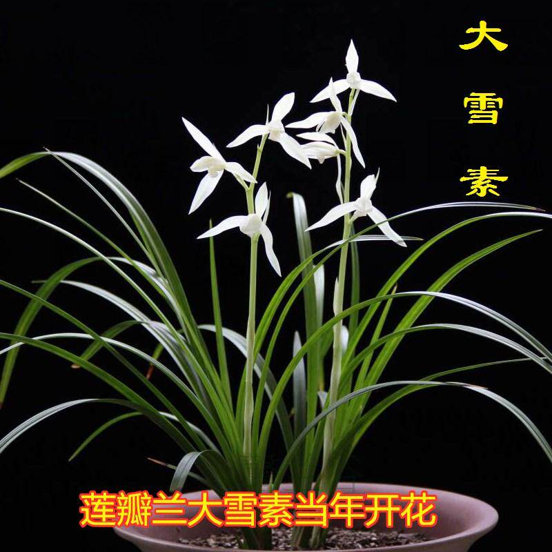 老字号浓香兰花苗莲瓣兰大雪素