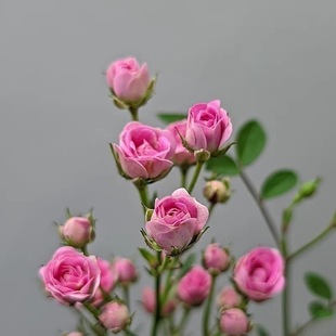 水中美人苔藓球带花小盆栽四季花卉迷你超微月季玫瑰姬月季阳台