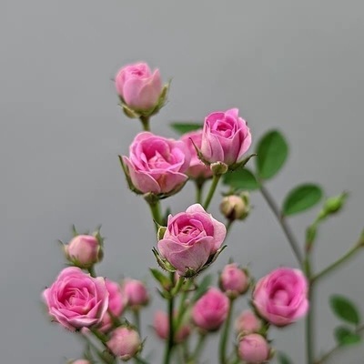 水中美人苔藓球带花小盆栽