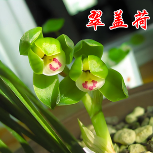 春兰翠盖荷兰花盆栽现带花苞精品特香兰花苗室内外绿植花卉