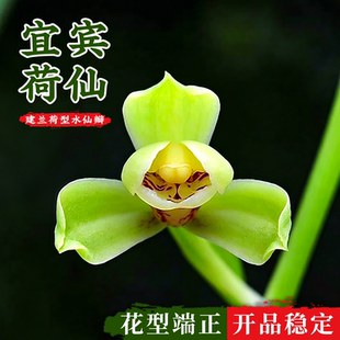 老字号兰花苗建兰荷型水仙宜宾荷仙现带浓香花苞出售室内花卉盆栽