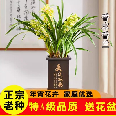兰花苗现带花苞四季兰好养盆栽