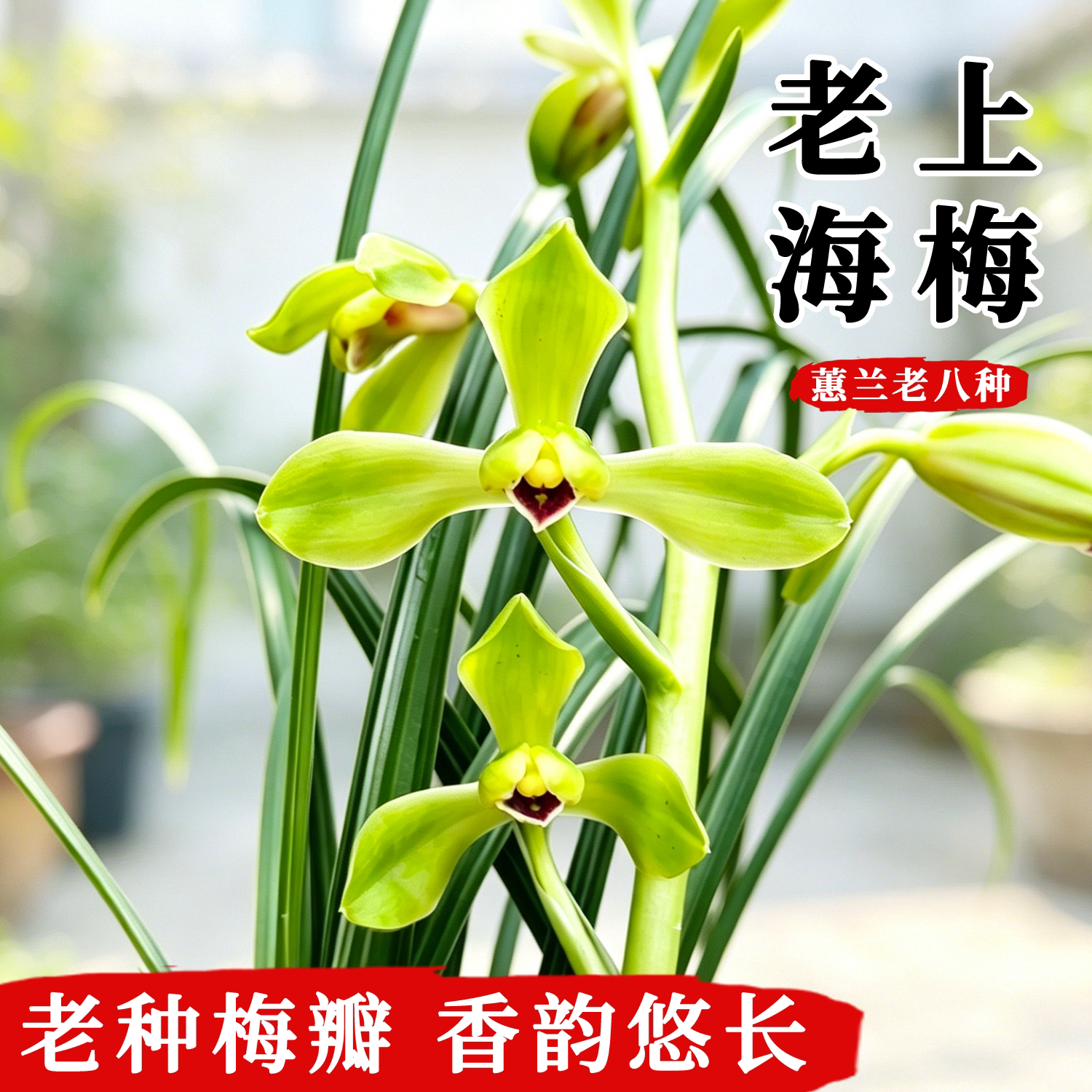 蕙兰老八种老上海梅名贵兰花绿植