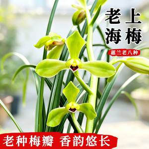蕙兰老八种老上海梅名贵兰花绿植