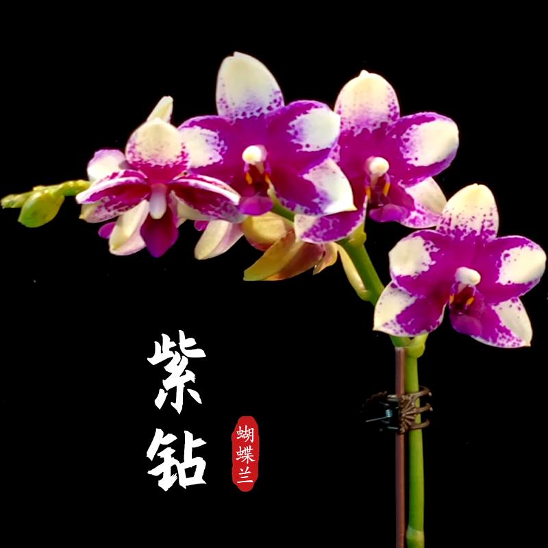 蝴蝶兰花苗冬带花苞盆栽兰花