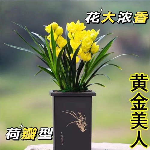 超香型四季兰花苗【黄金美人】