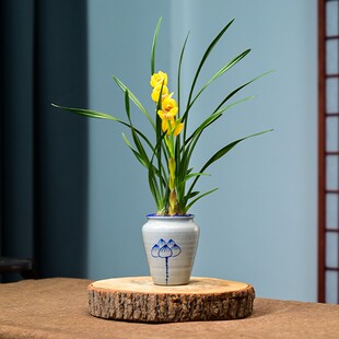 现带花苞兰花苗 春兰名品花卉赏花浓香室内客厅植物盆栽 皇帝荷