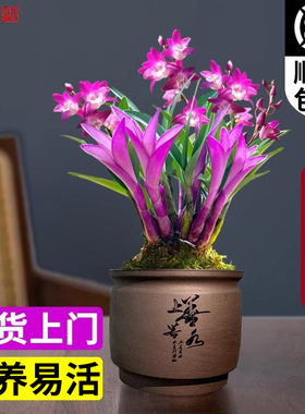 冬带花七彩香水石斛兰花四季好养绿植浓香型石斛改善睡眠净化空气