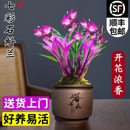 冬带花七彩香水石斛兰花