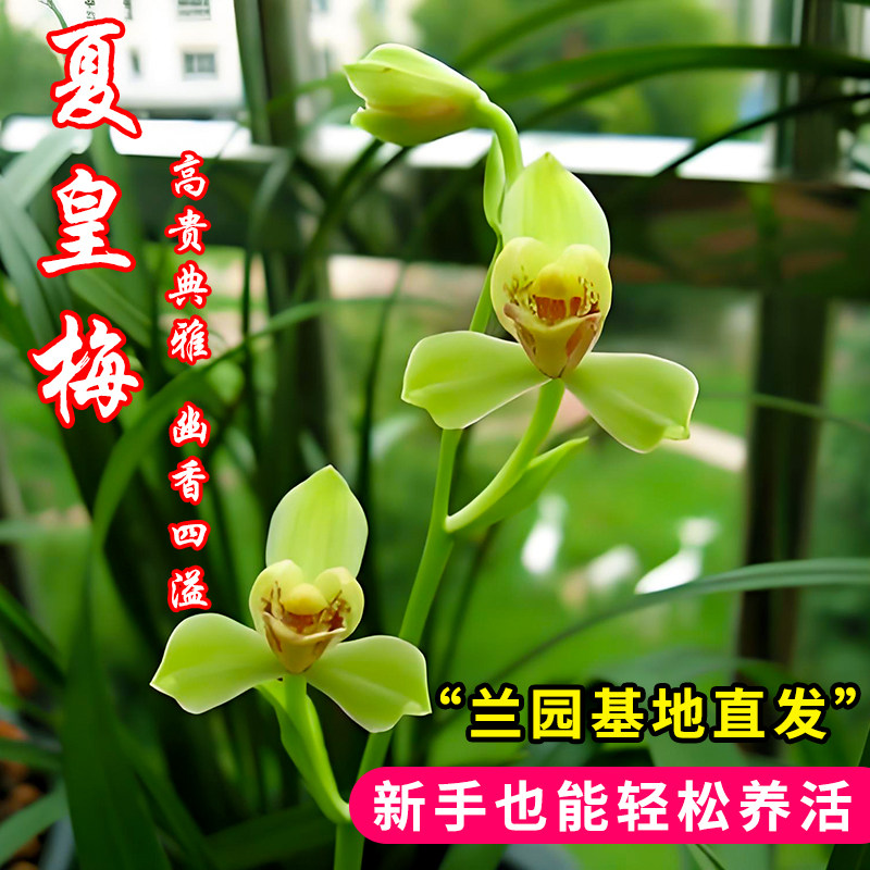特香精品建兰夏皇梅夏带花苞