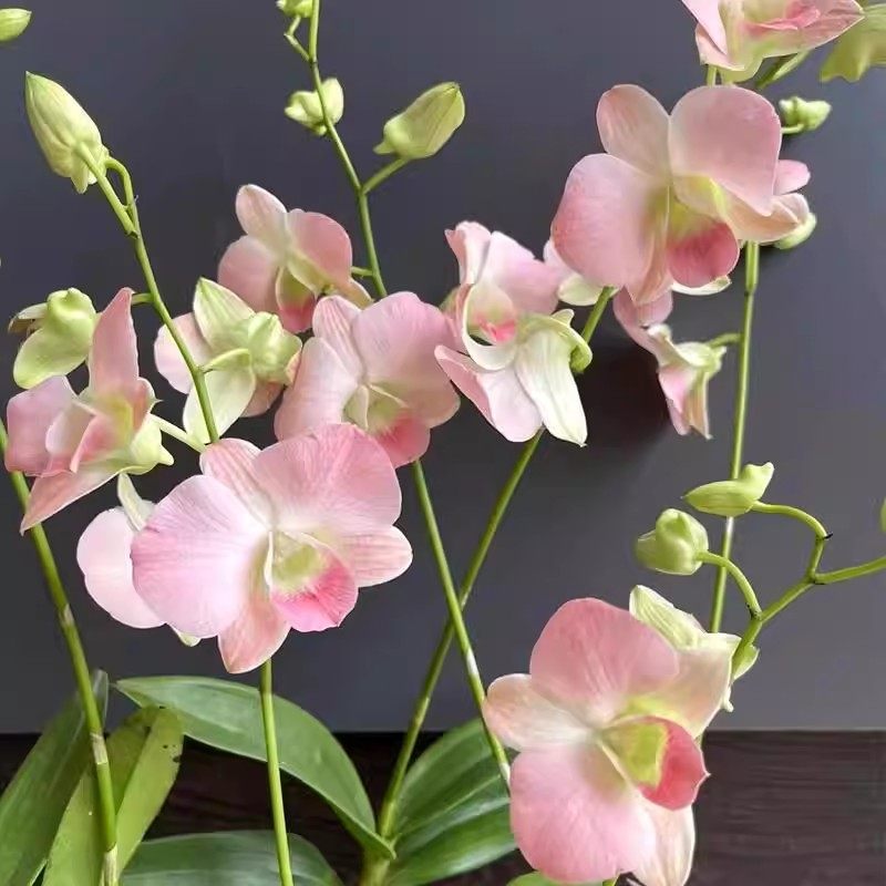 澳洲香水石斛兰懒人水蜜桃泼墨浓香室内阳台绿植花卉盆栽冬带花苞,鲜花速递/花卉仿真/绿植园艺,国兰/杂交兰/洋兰类,淘宝优惠券,粉丝福利购,淘宝优惠卷